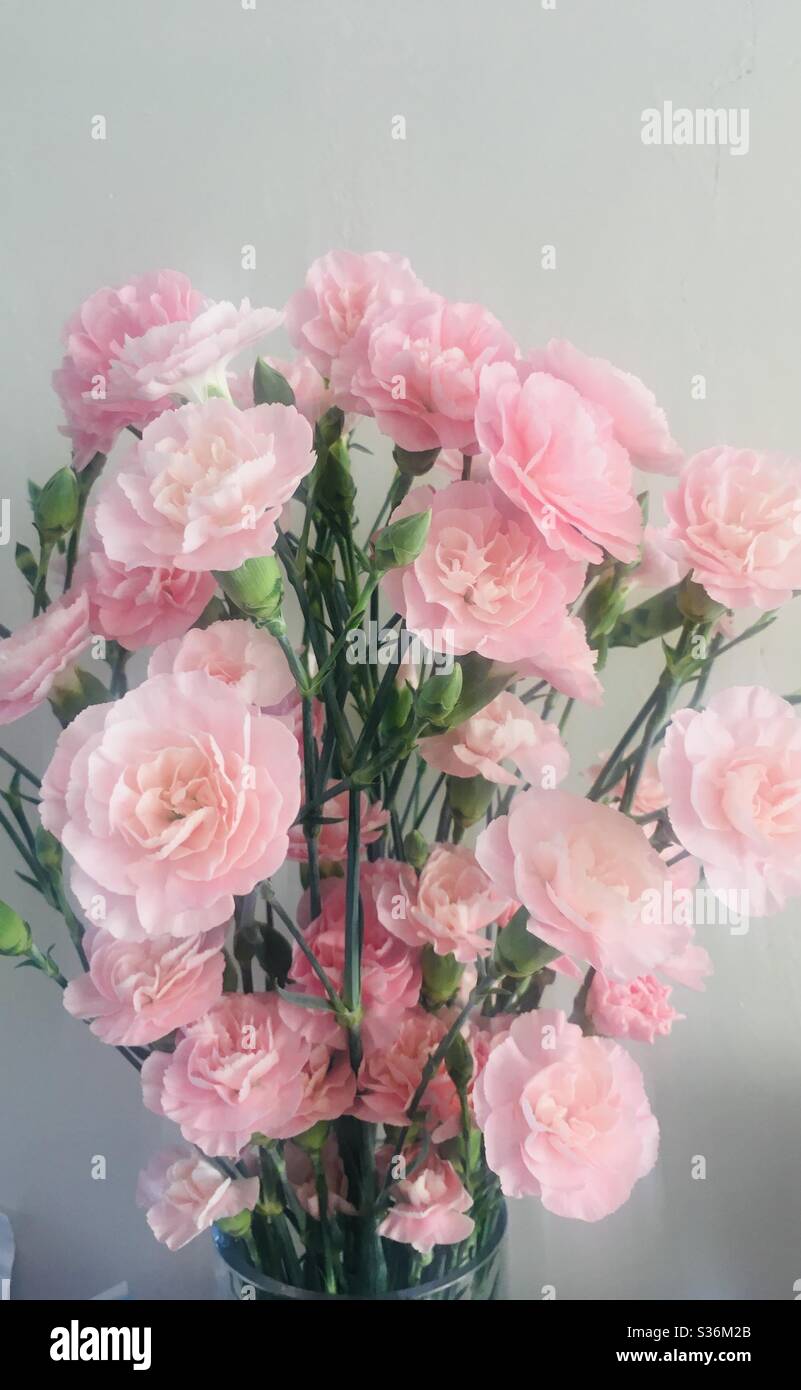 Chrysanthemums in bloom - Smartphone Captured Stock Image