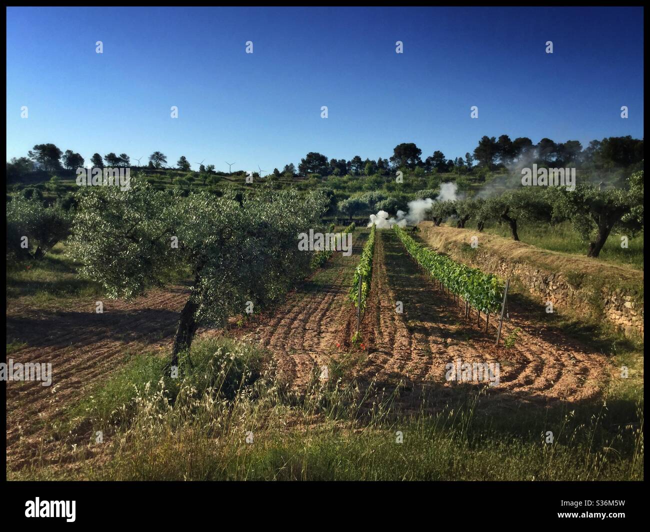 Rural scene of vineyard and olive trees, Catalonia, Spain. - Smartphone Captured Stock Image