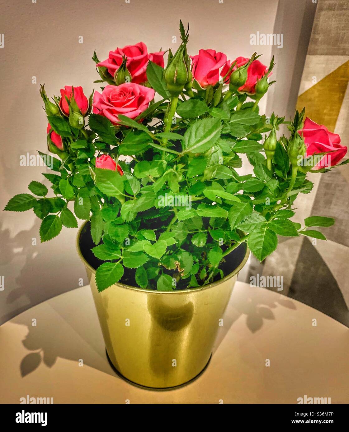Mini rose bush in pot hires stock photography and images Alamy