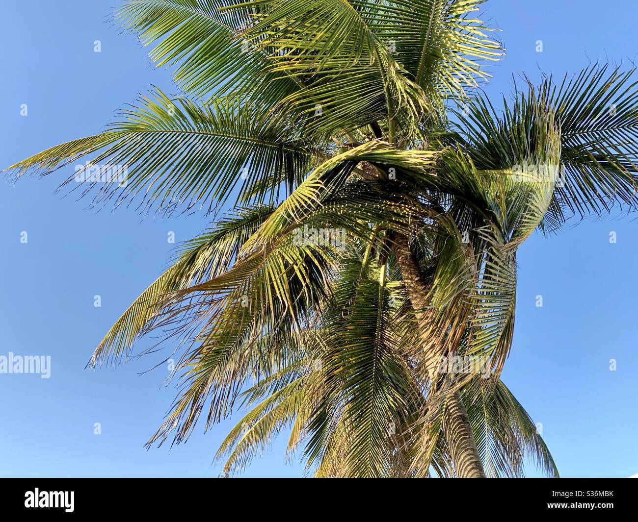 Palm tree and Blue Sky Stock Photo