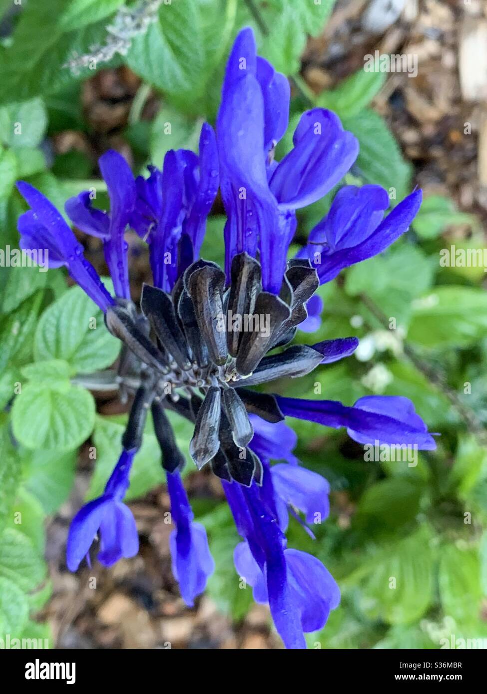 Vibrant blue purple Salvia ‘ black and blue, flowers in bloom, Australian coastal garden Stock Photo