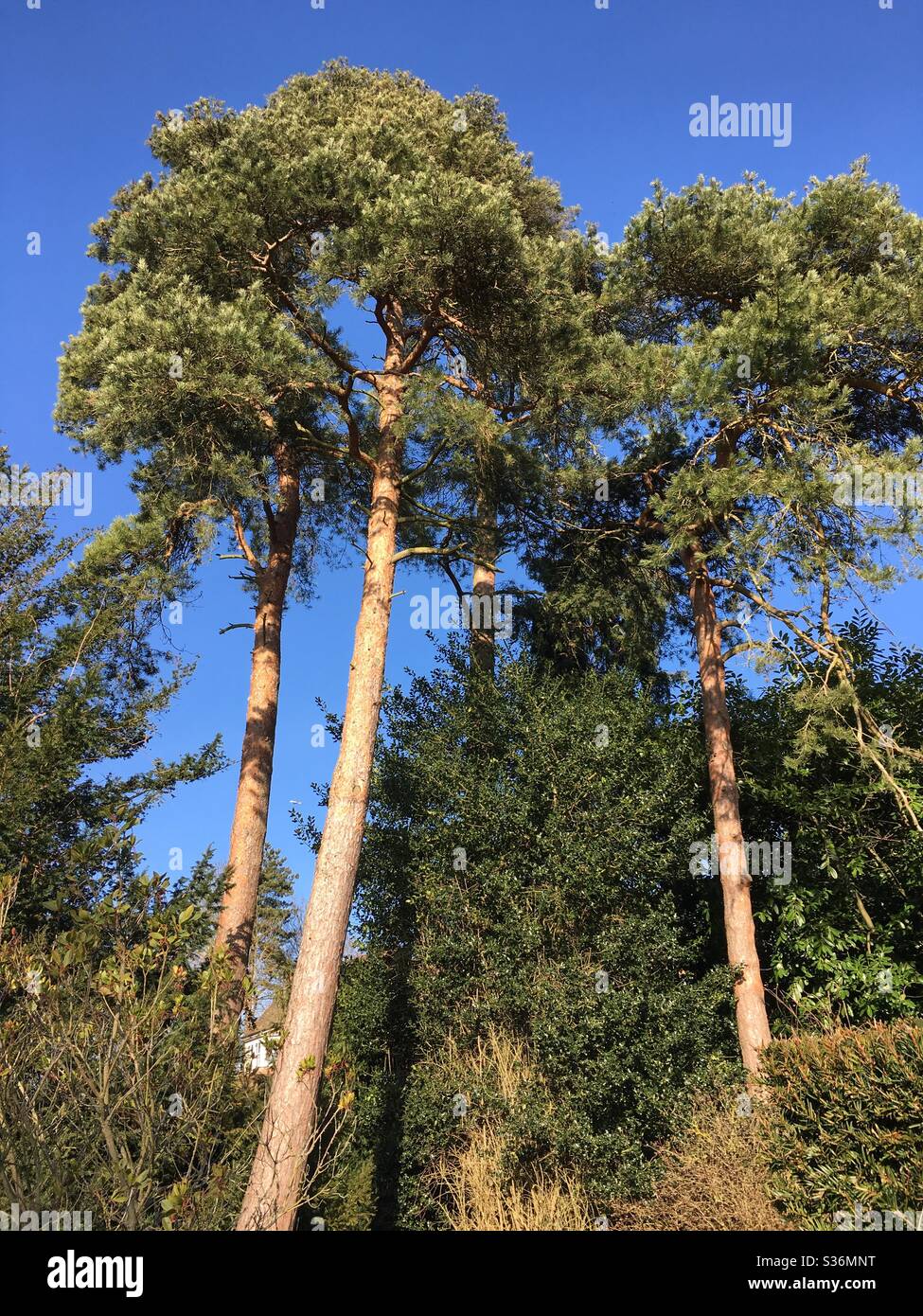 Tall pine trees Stock Photo Alamy
