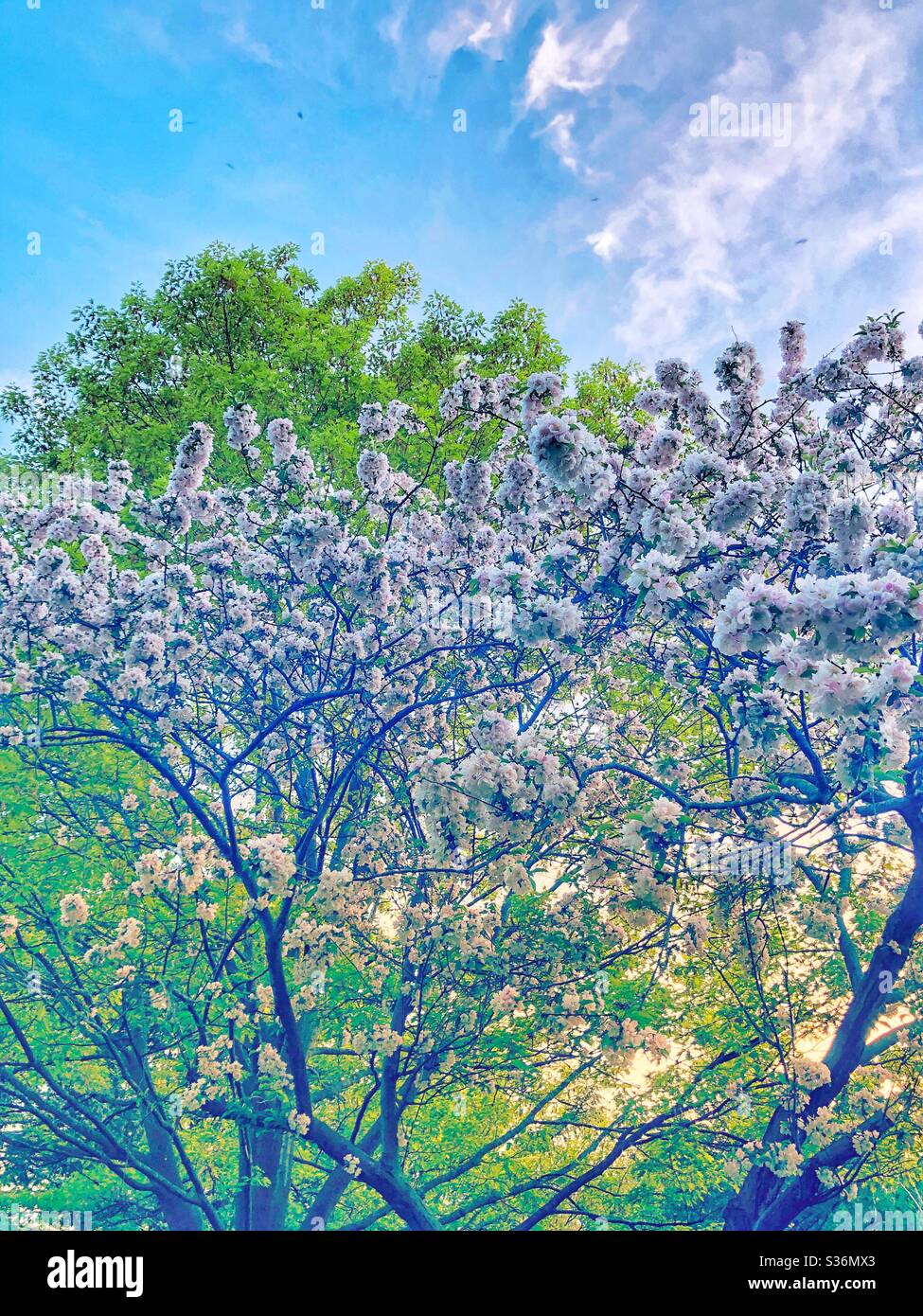 White blossoming trees. - Smartphone Captured Stock Image