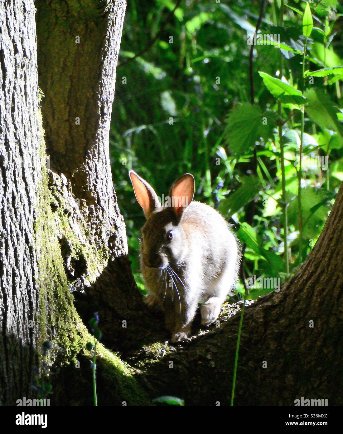 Chris rabbit hi-res stock photography and images - Alamy