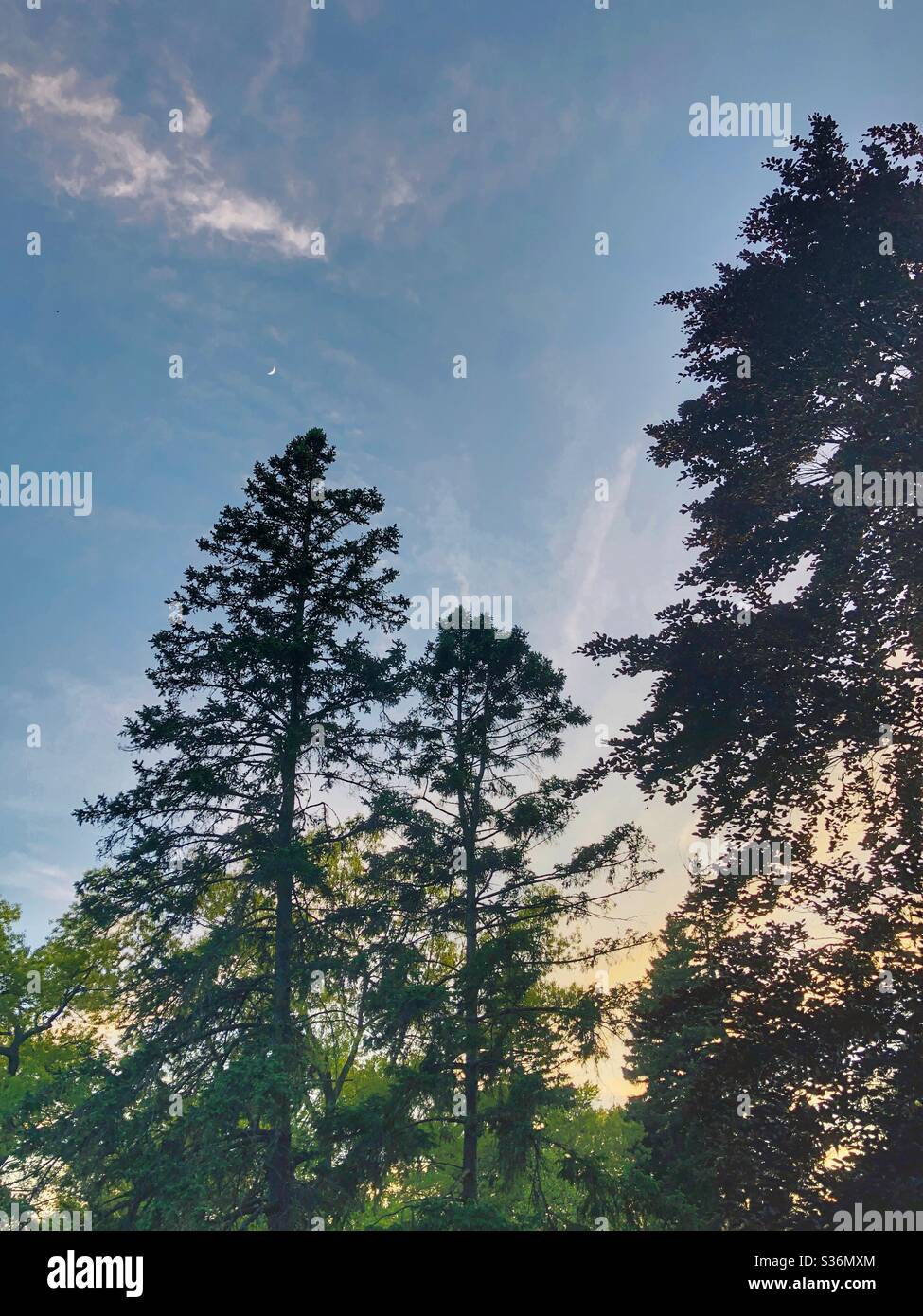 Trees trying to reach the sky Stock Photo - Alamy