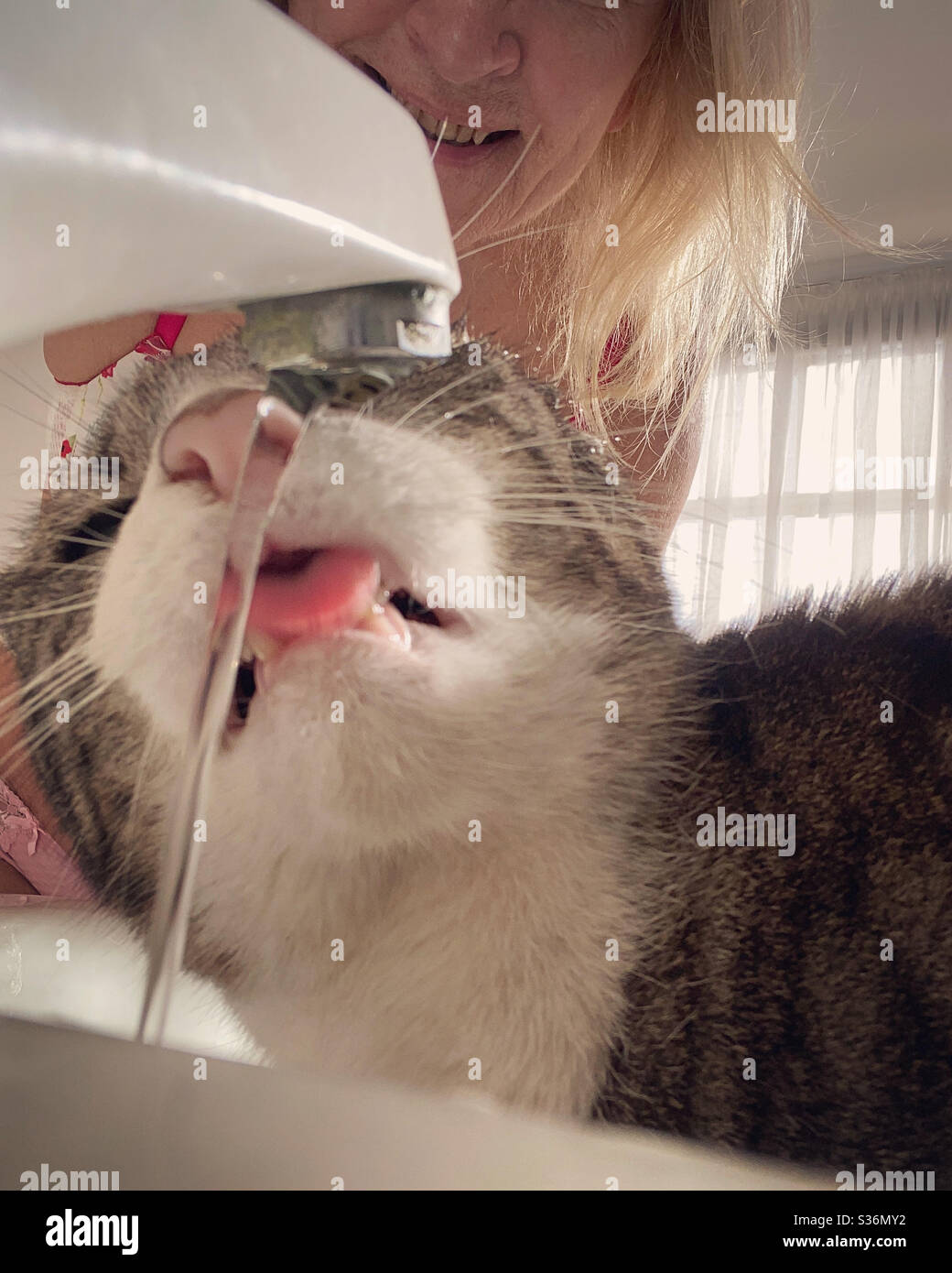 Cat in bathroom Stock Photo Alamy