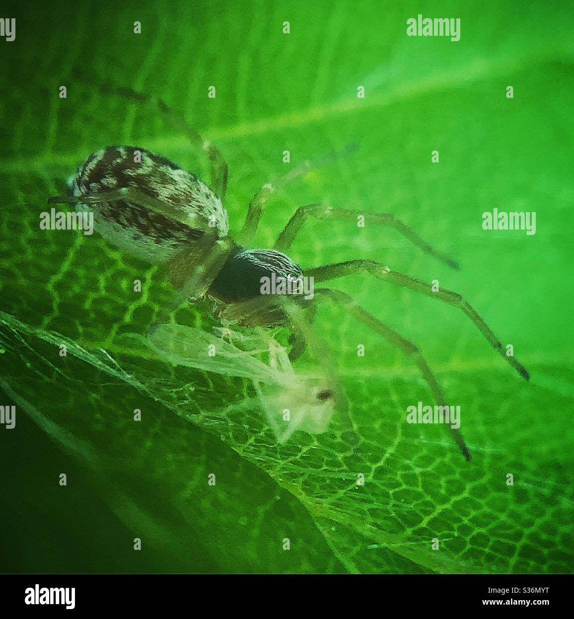 Jumping spider with prey Stock Photo
