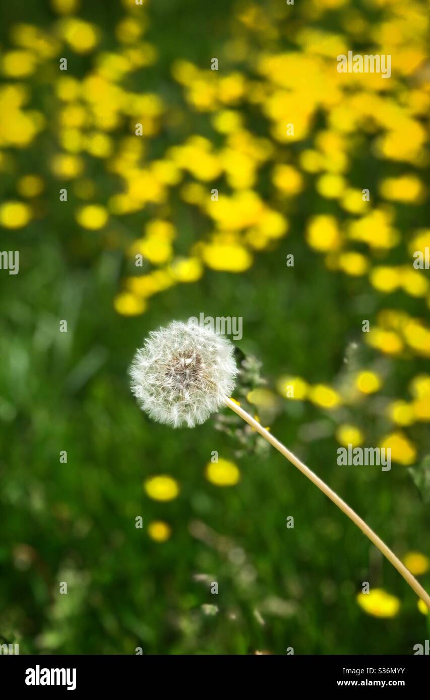 A single dandelion amidst a backdrop of bright yellow flowers - Smartphone Captured Stock Image