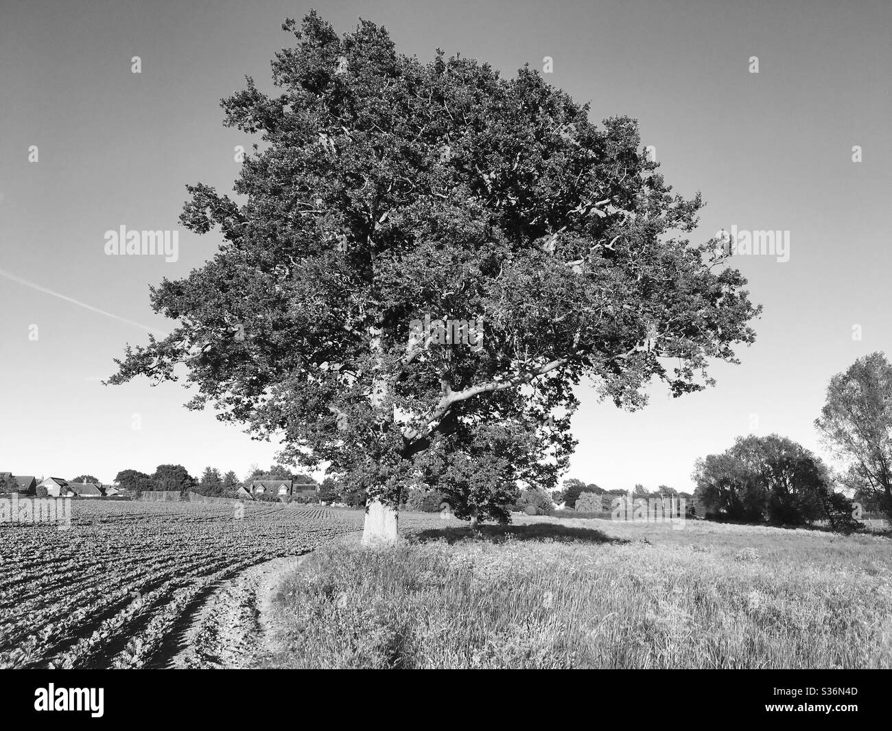 Black and white vintage photo of a beautiful old oak tree in the middle of a field in the countryside Stock Photo