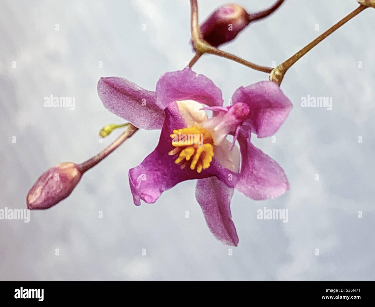 Closeup of a tiny dainty pink onsidium orchid and bud against a white grey marbled background - Smartphone Captured Stock Image