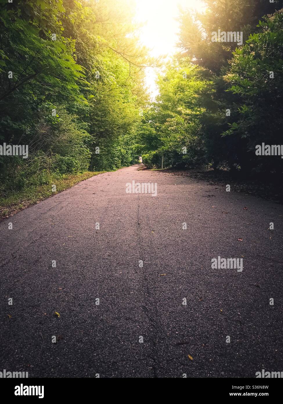 Asphalt trail amidst woods - Smartphone Captured Stock Image