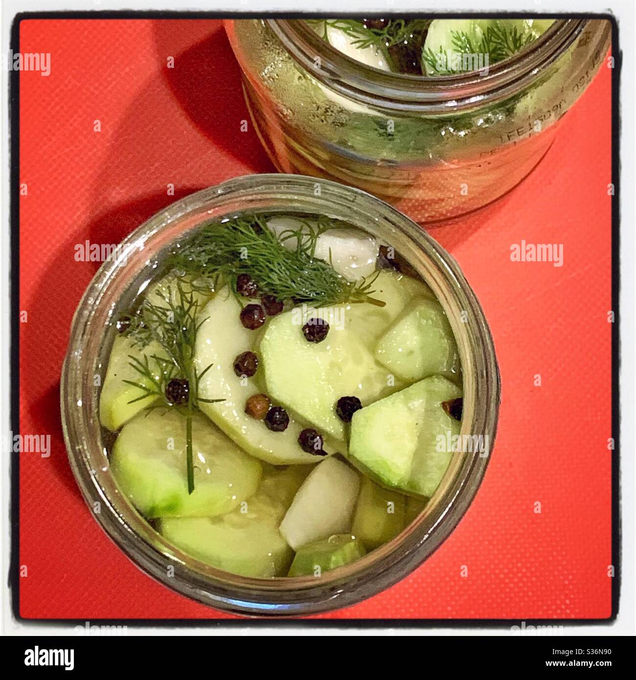 Homemade dill pickles with homegrown cucumbers and dill in jars. Stock Photo