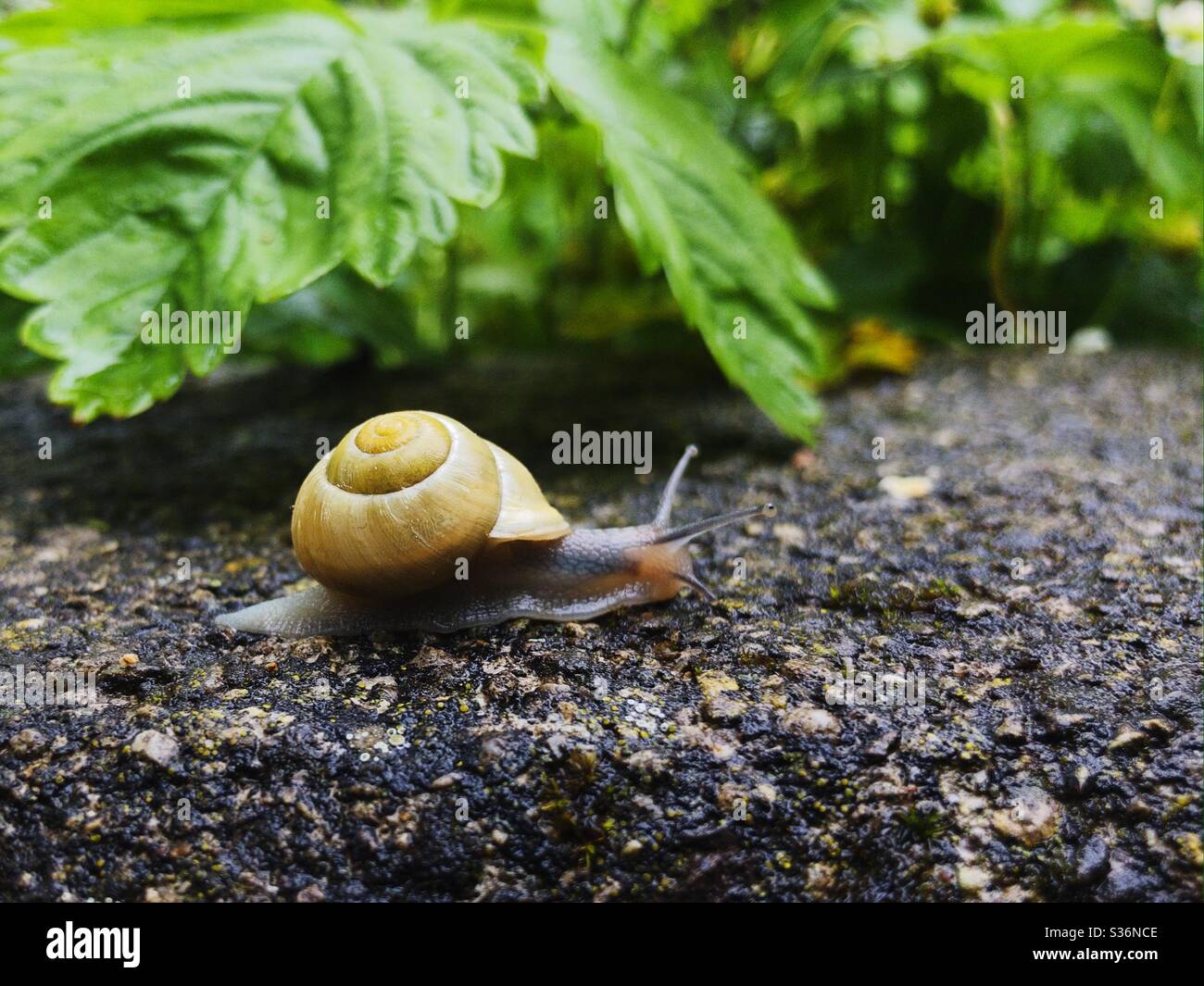 A grove snail on a concrete surface with leaves in the background Stock Photo