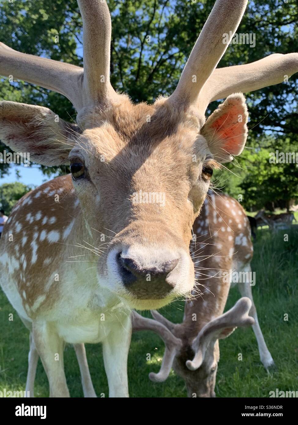 Inquisitive deer at Richmond park Stock Photo