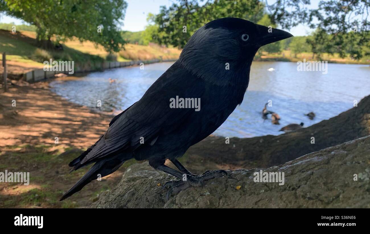 Jackdaw bird sitting on branch - Smartphone Captured Stock Image