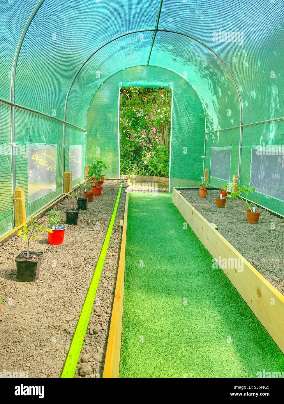 Planting out a brand new Poly Tunnel using a tape measure to ensure the spacing is correct. - Smartphone Captured Stock Image
