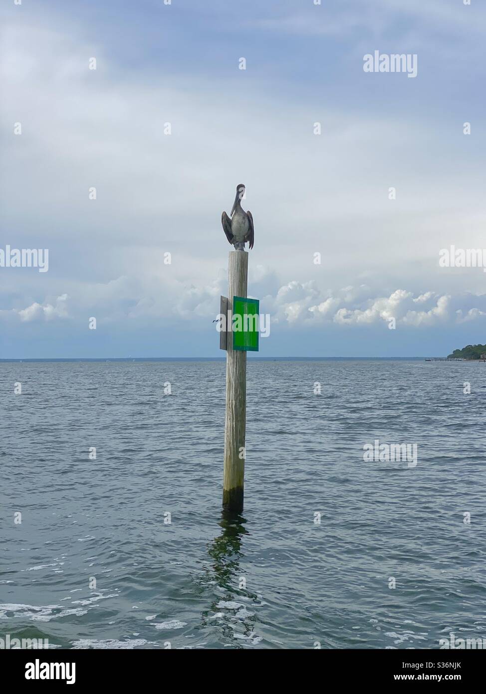 Pelican setting on a boat marker pole in the gulf of Mexico water - Smartphone Captured Stock Image