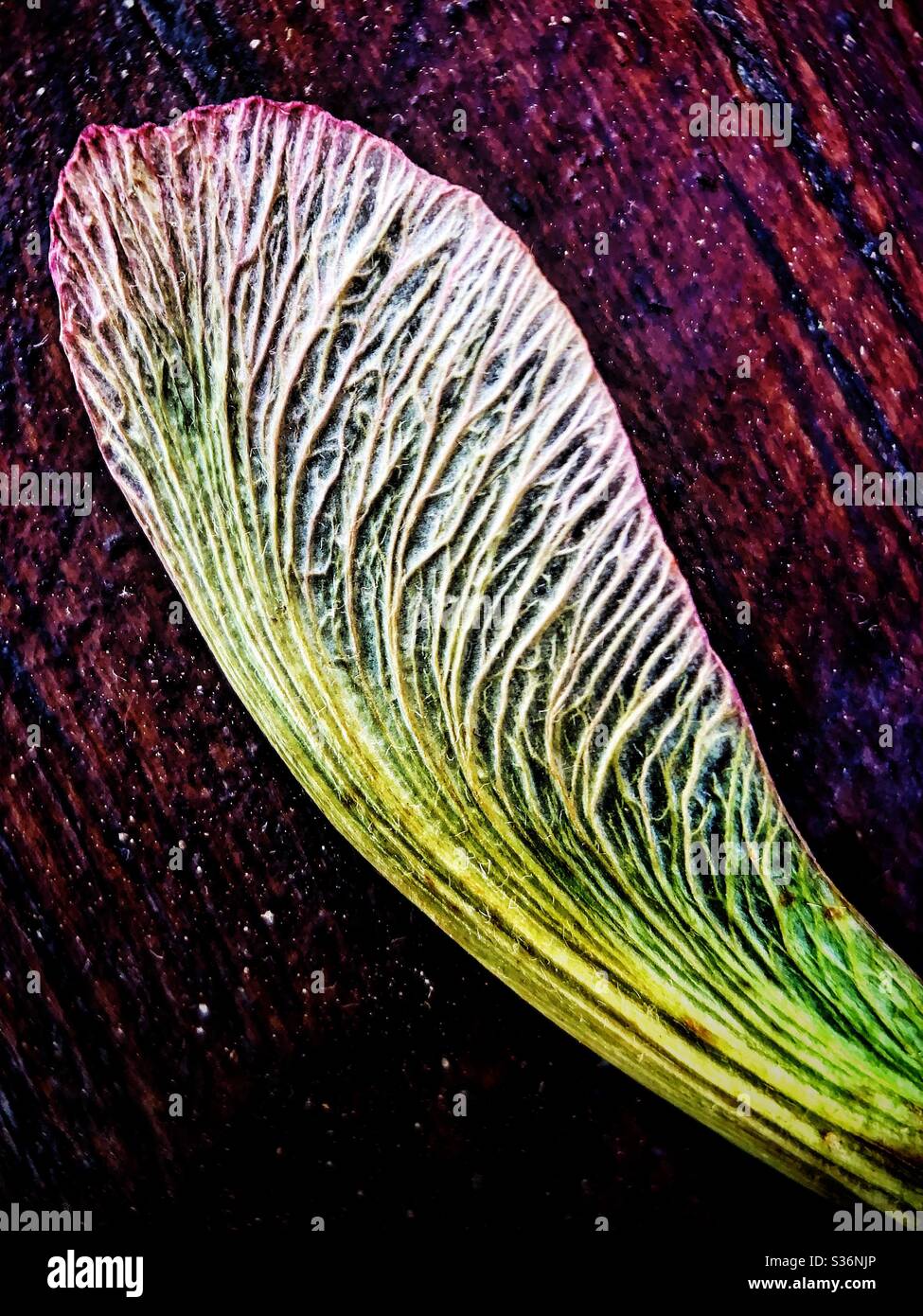 Red maple tree seed  close up to show texture - Smartphone Captured Stock Image