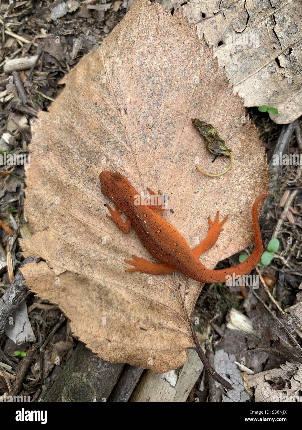 Elf type newt sitting on dry leaf in forest Stock Photo