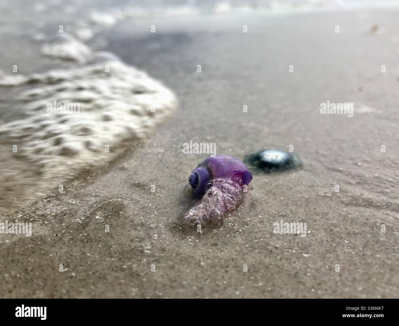 Violet snail on beach Stock Photo