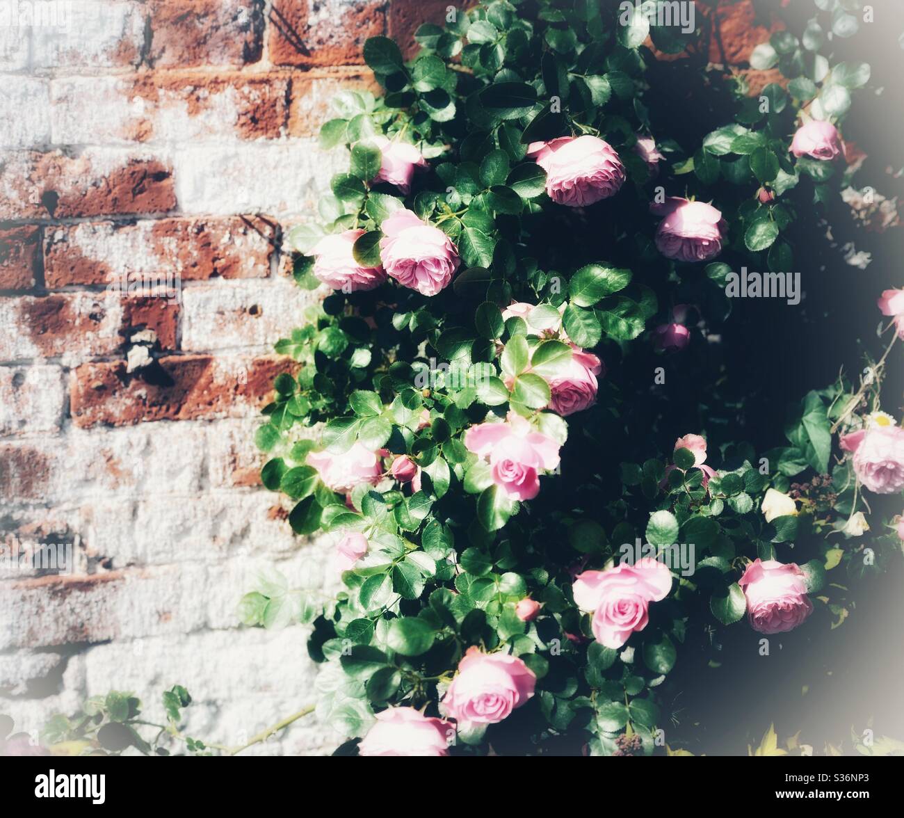 Wall art with pink roses and brick wall Stock Photo Alamy