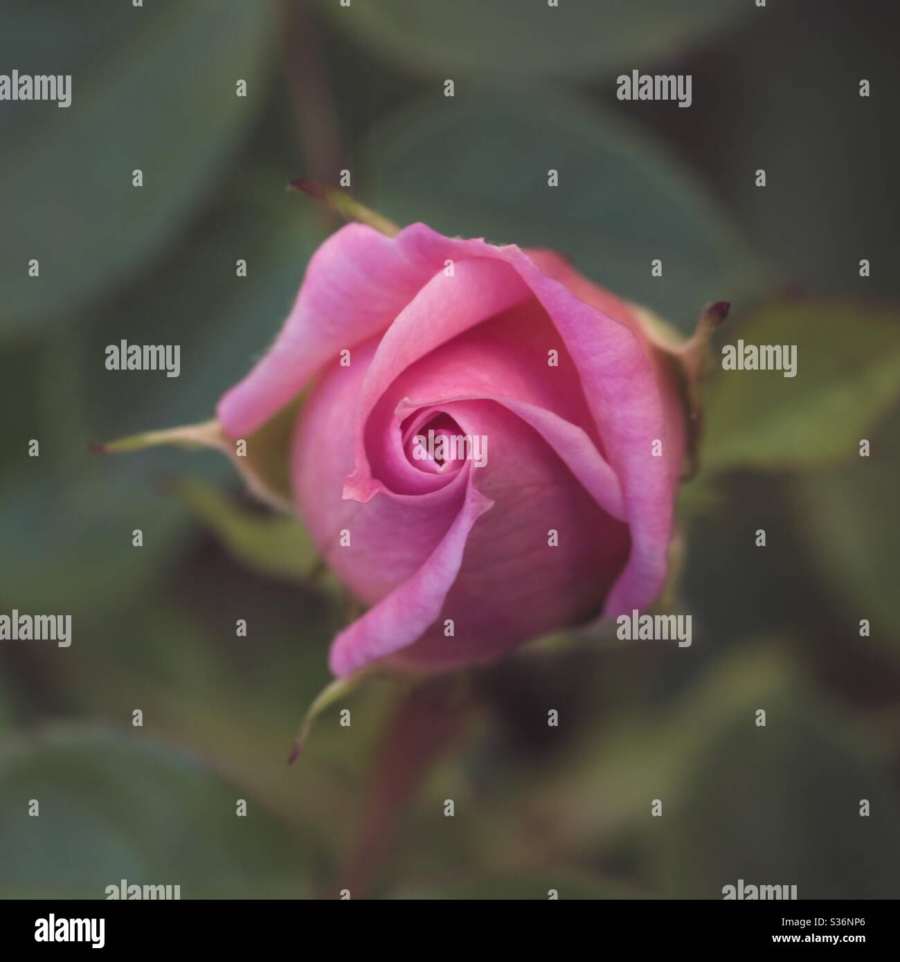 A close-up of a pink rosebud showing the delicate petals on a rose bush with copy space - Smartphone Captured Stock Image