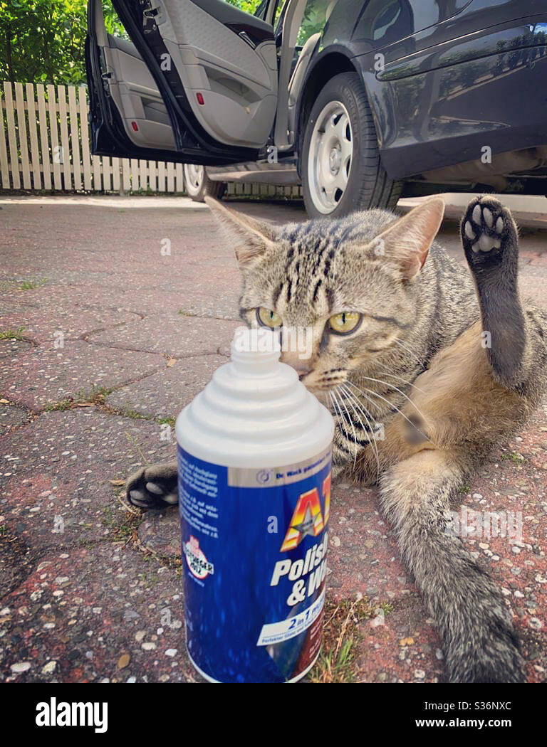 Car and cat wash day. - Smartphone Captured Stock Image