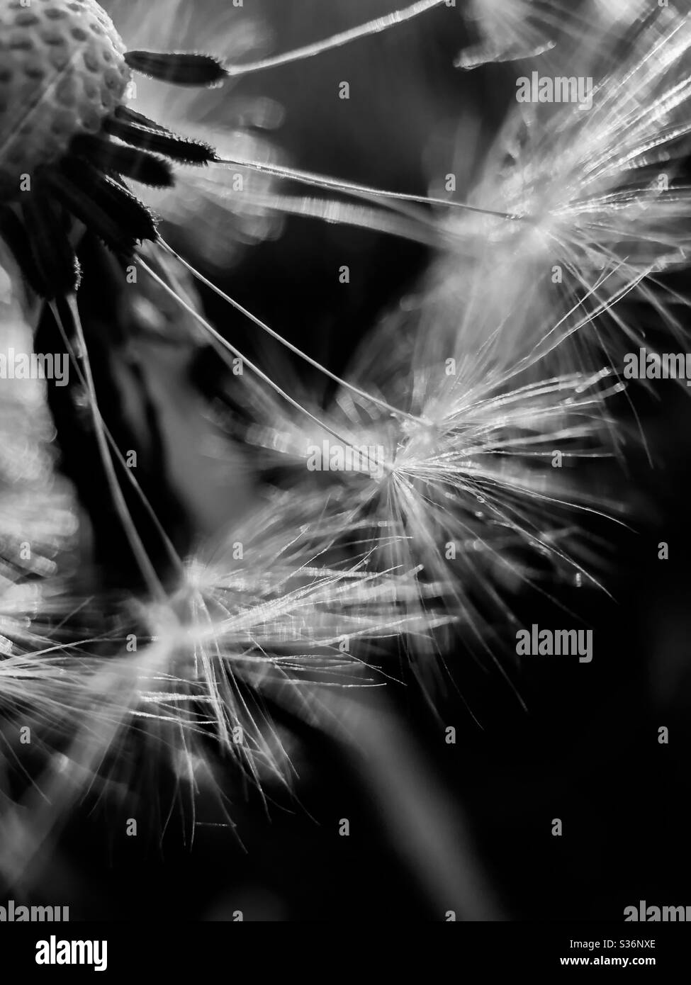 Seeds Black and White Stock Photos & Images - Alamy