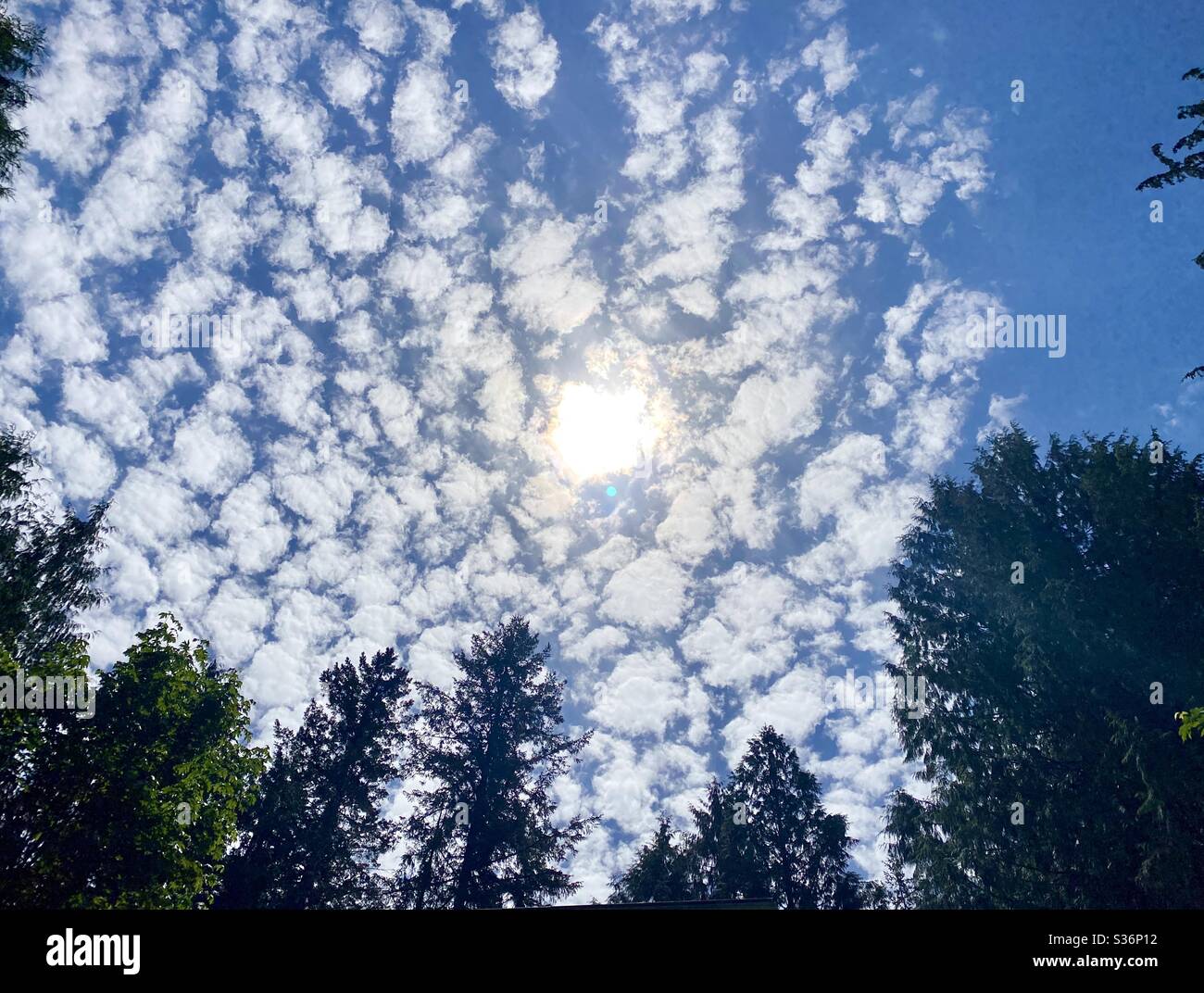 Looking up to sun, clouds, and blue sky through the pine trees. Stock Photo