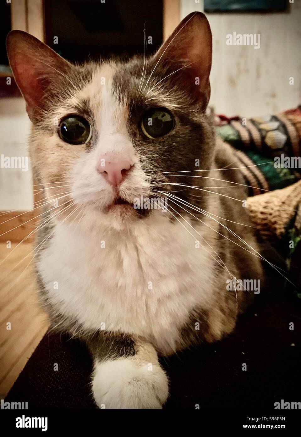 A three legged kitten looks earnestly at the camera with big eyes and long whiskers. - Smartphone Captured Stock Image