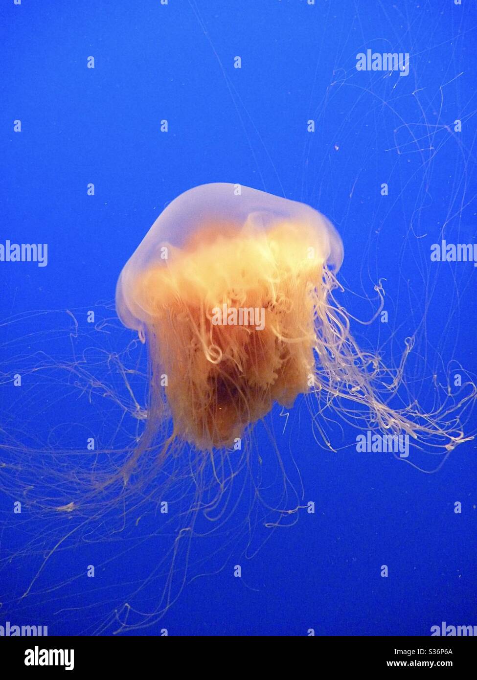 Jelly fish in Monterey aquarium Stock Photo