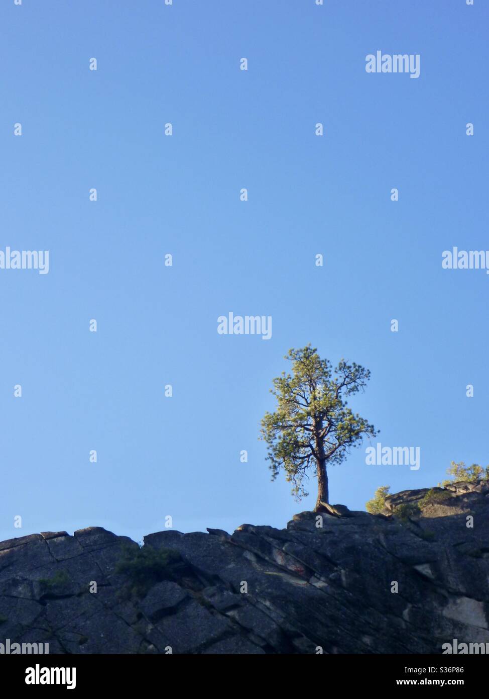 Lone pine tree high up on a right in Yosemite National Park, California. - Smartphone Captured Stock Image