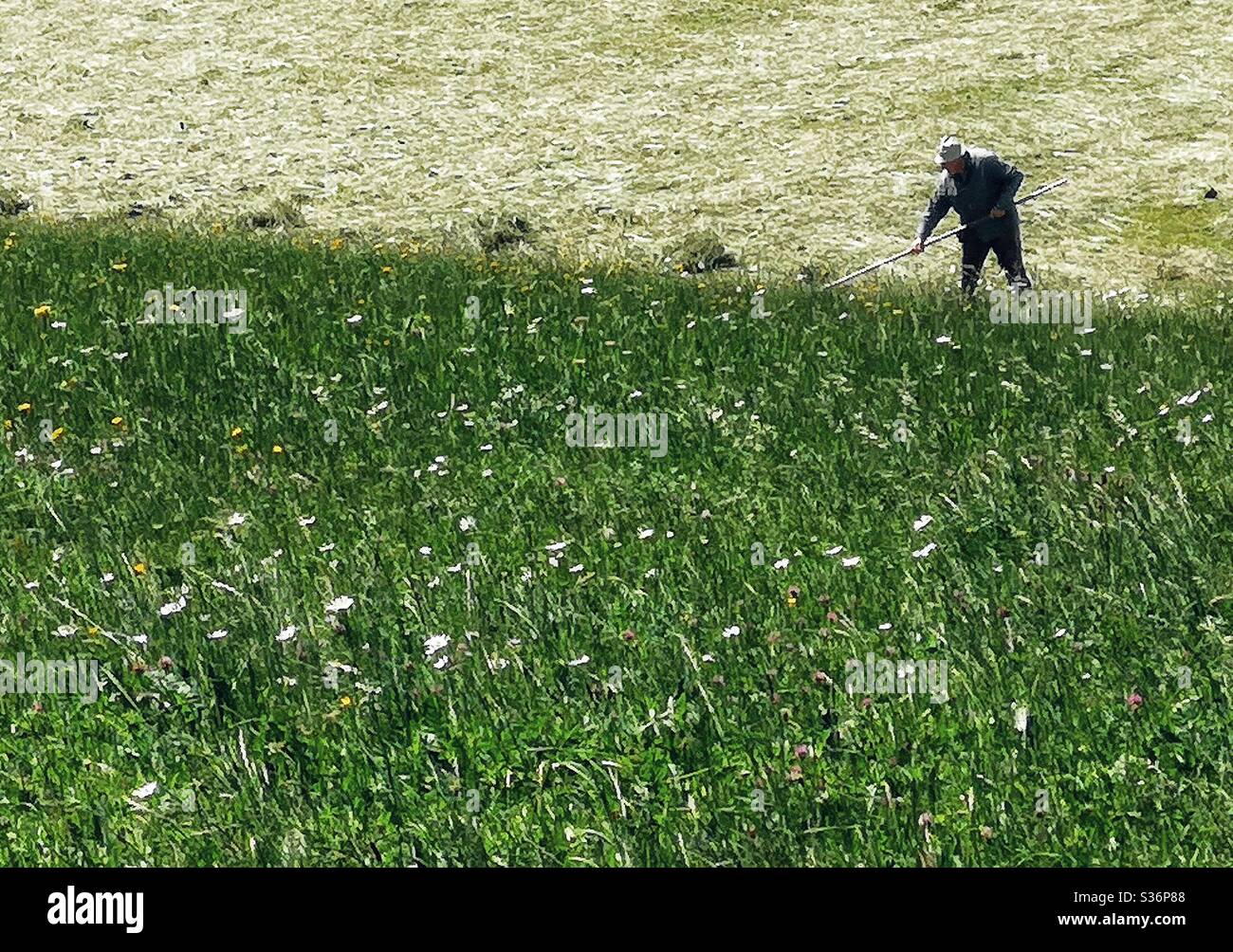 Man in field raking grass - Smartphone Captured Stock Image