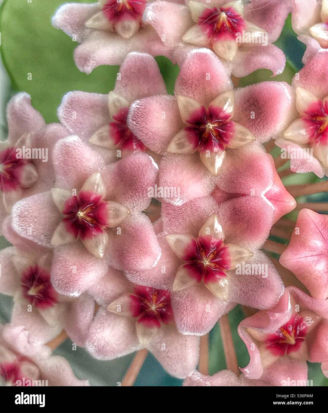 Tiny pink flowers of a wax plant, macro, Hoya carnosa Stock Photo