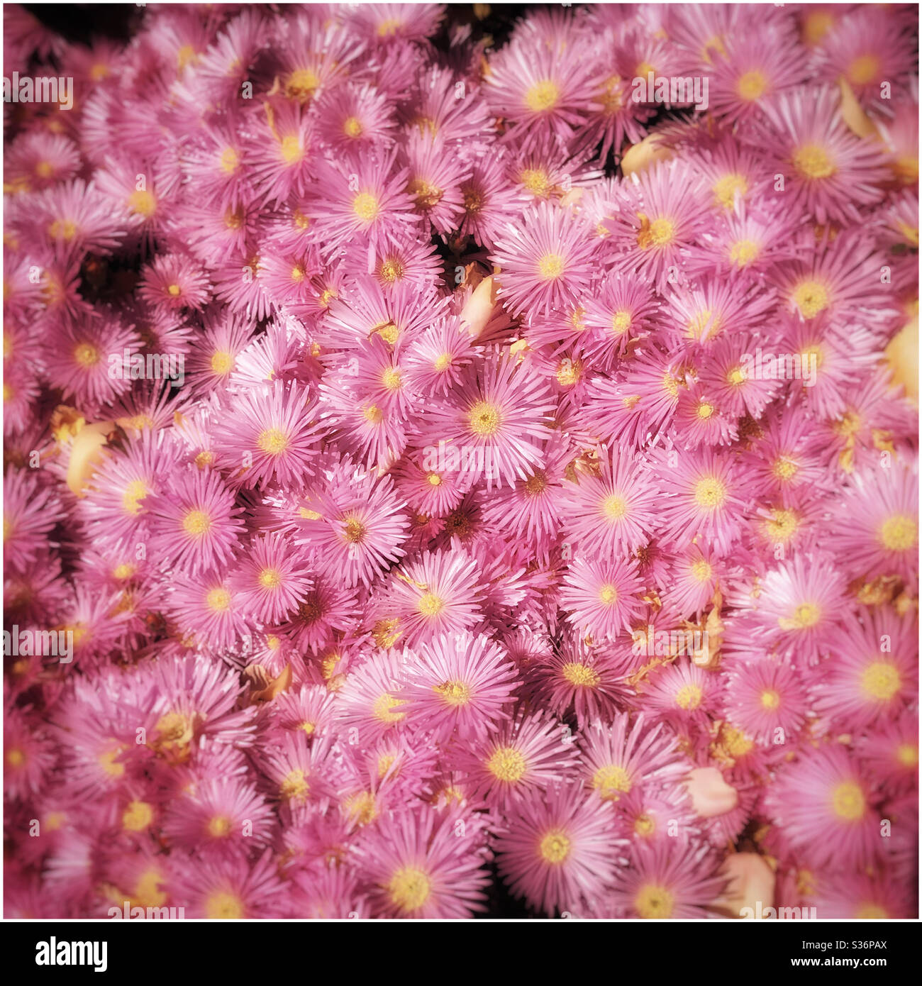 Pink osteospermum daisies in bloom - Smartphone Captured Stock Image