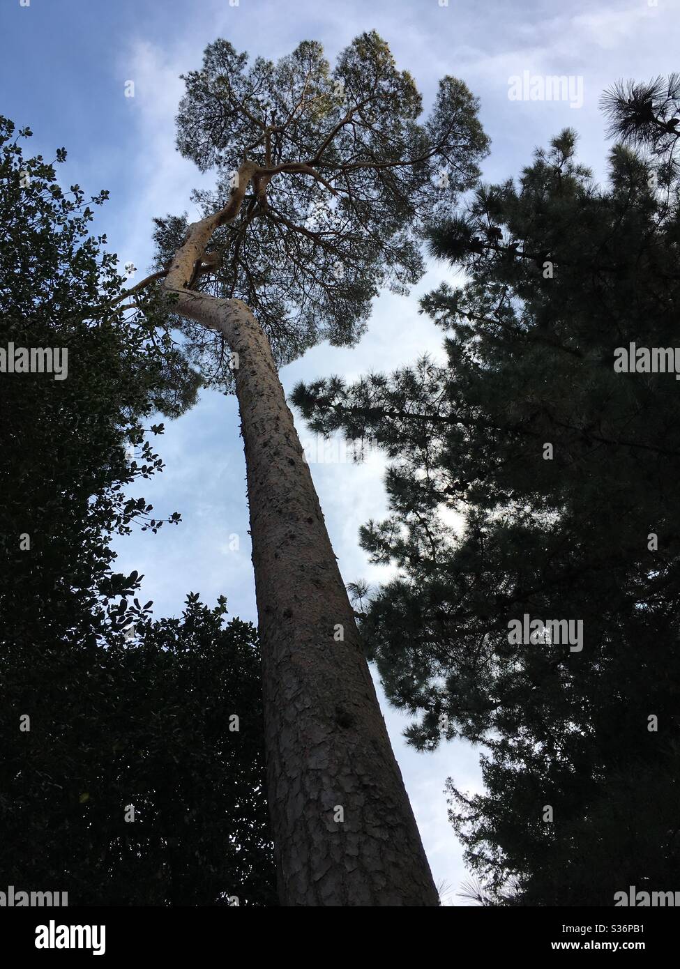 Looking up a giant tree - Smartphone Captured Stock Image