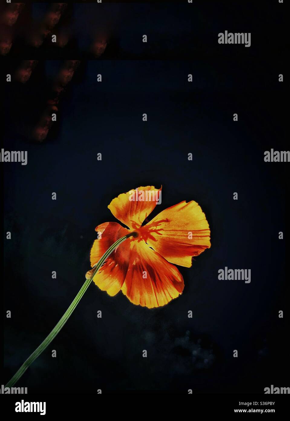 A tiny snail on the stem of a California Poppy - Smartphone Captured Stock Image
