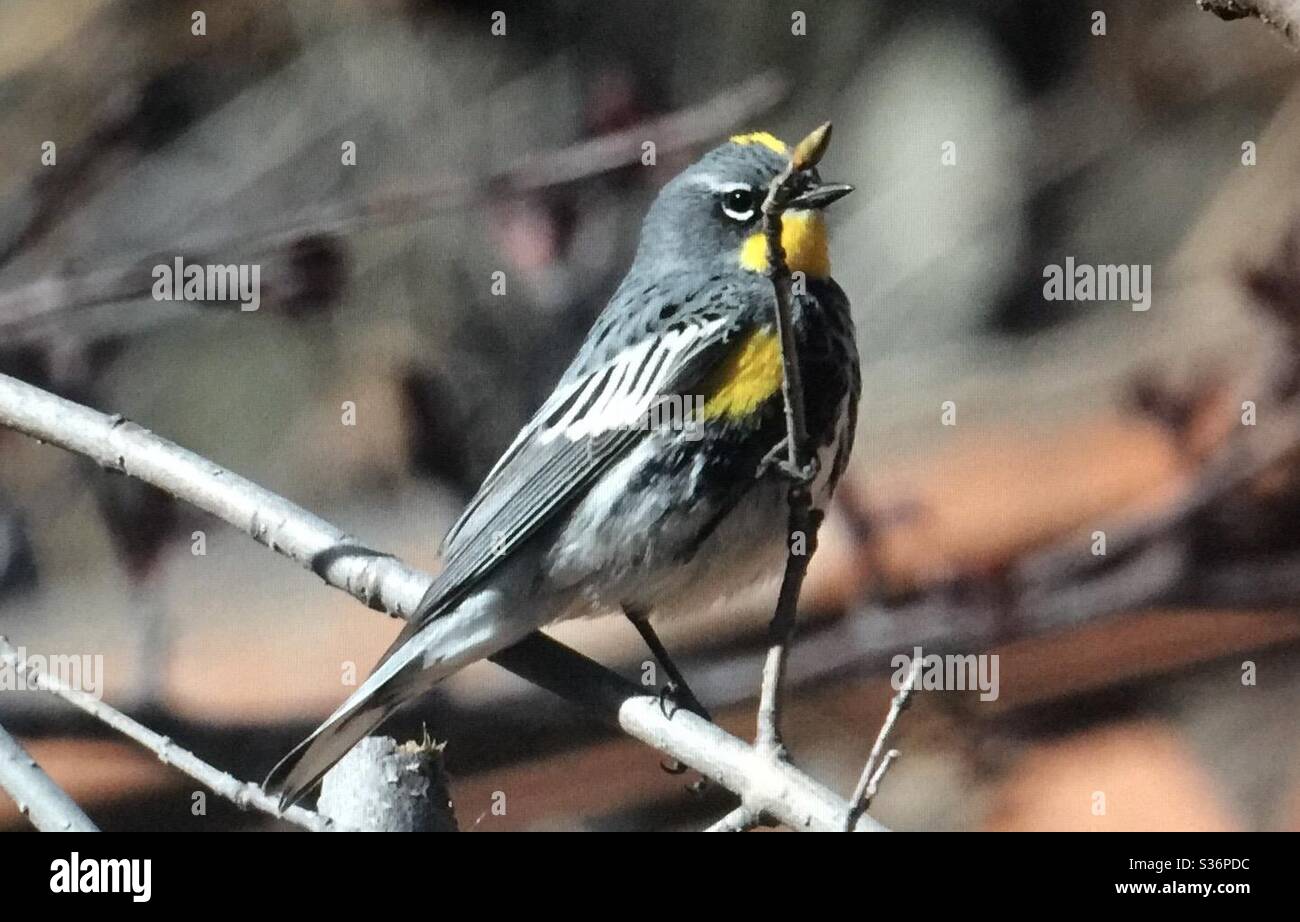 Yellow-rumped warbler/Scientific name, Setophaga coronata, Birds of North America - Smartphone Captured Stock Image