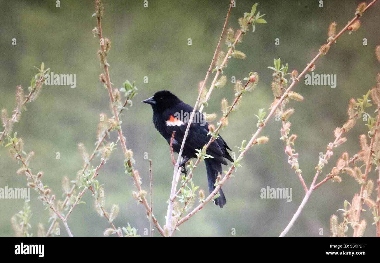 Red-winged Blackbird,Agelaius phoeniceus, Birds of North America - Smartphone Captured Stock Image