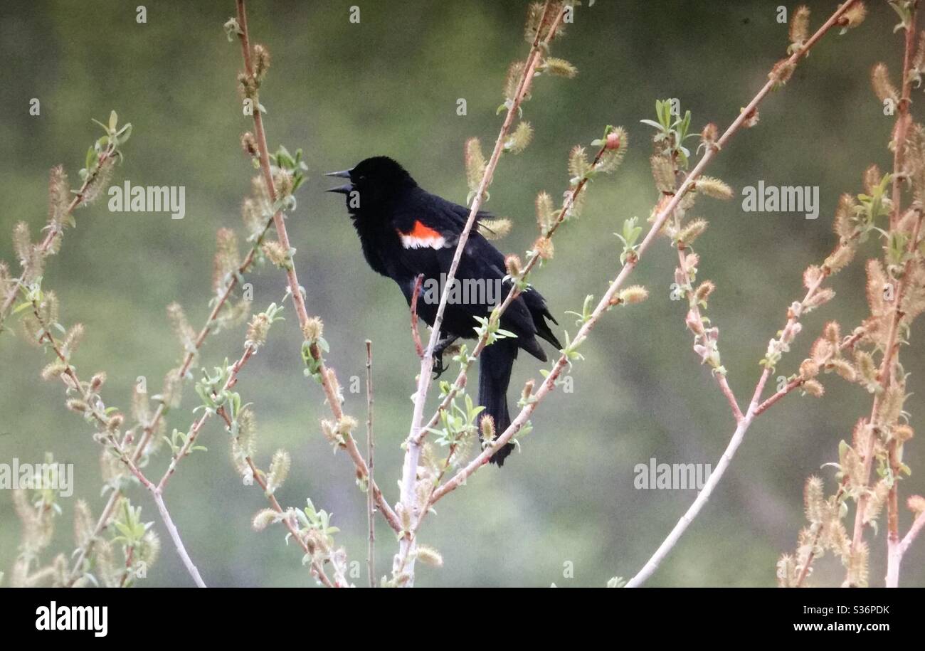 Red-winged Blackbird,Agelaius phoeniceus, Birds of North America - Smartphone Captured Stock Image