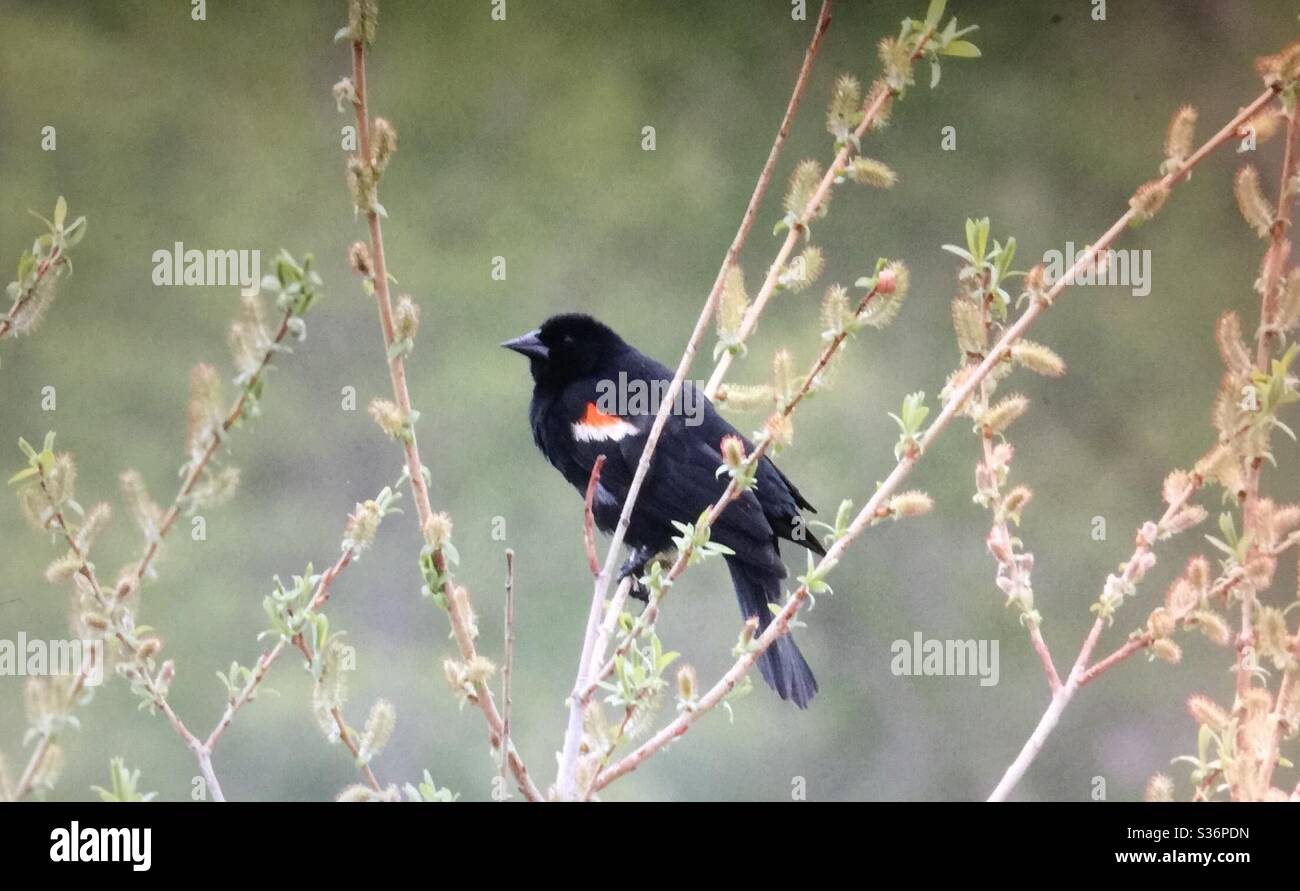 Red-winged Blackbird,Agelaius phoeniceus, Birds of North America - Smartphone Captured Stock Image