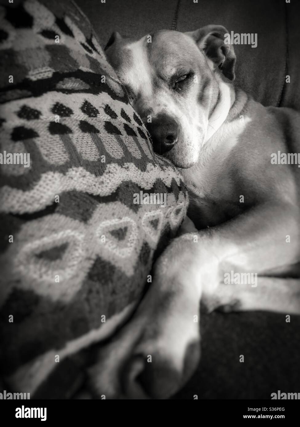 Black and white image of a large dog sleeping on couch pillow - Smartphone Captured Stock Image