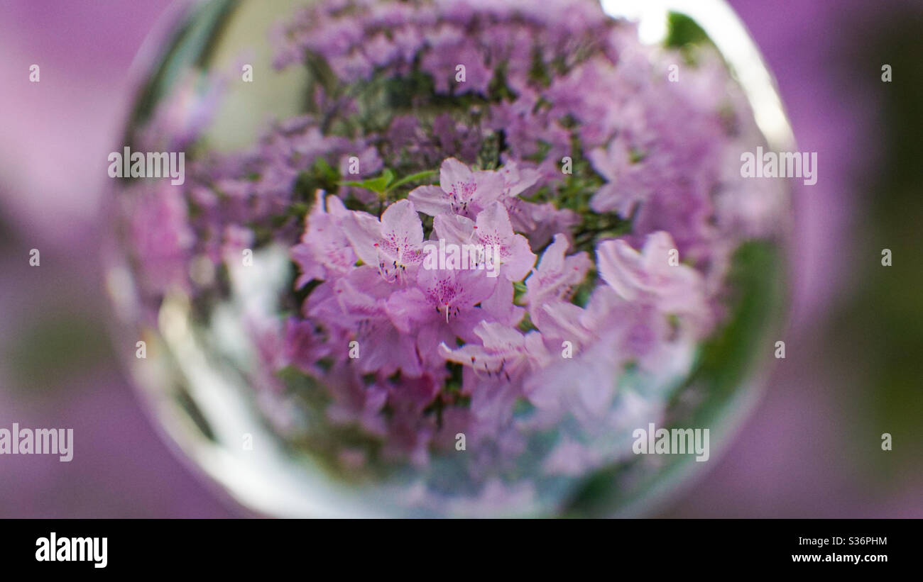 Purple azaleas through lens ball with macro lens - Smartphone Captured Stock Image