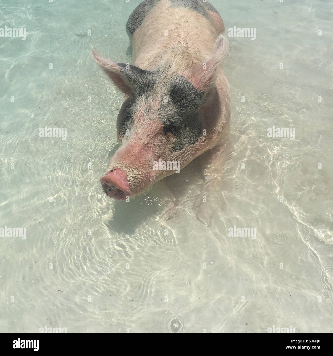 Swimming pig in the Bahamas Stock Photo