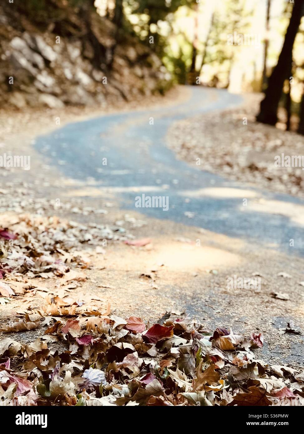 A winding road in the mountains with fall oak leaves in the golden evening light. Stock Photo