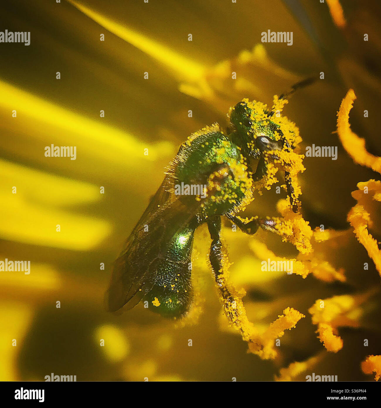 Golden-green sweat bee dripping with pollen from a meadow salsify Stock Photo