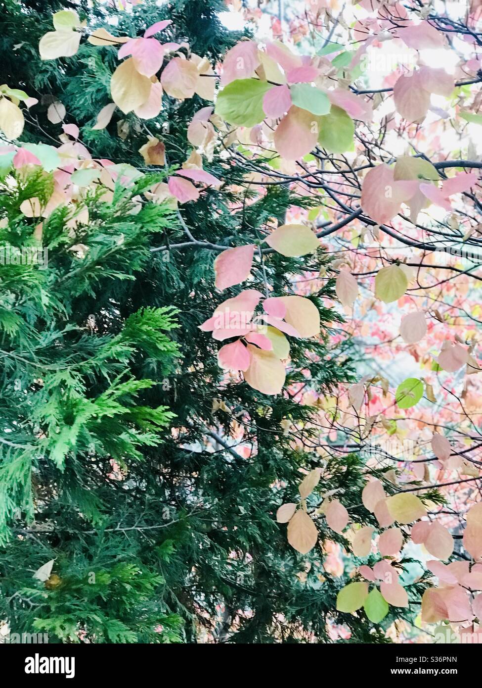 The contrast of colors of a green pine tree and the pinkish leaves of a fall dogwood tree. Stock Photo