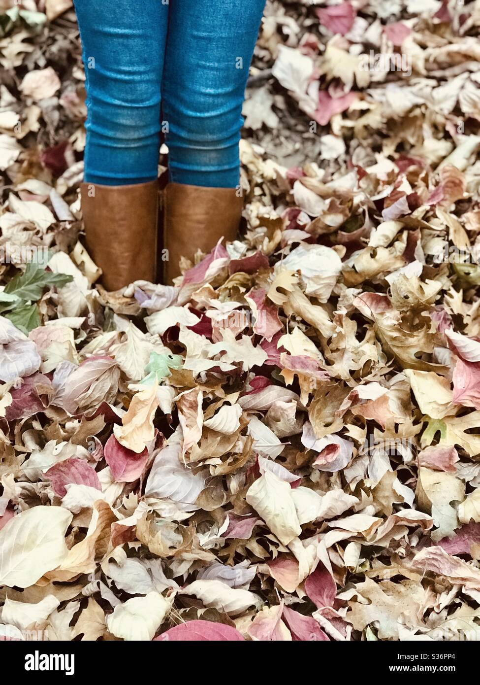 A girl with jeans and brown boots standing in a pile of fall leaves on the ground. Stock Photo