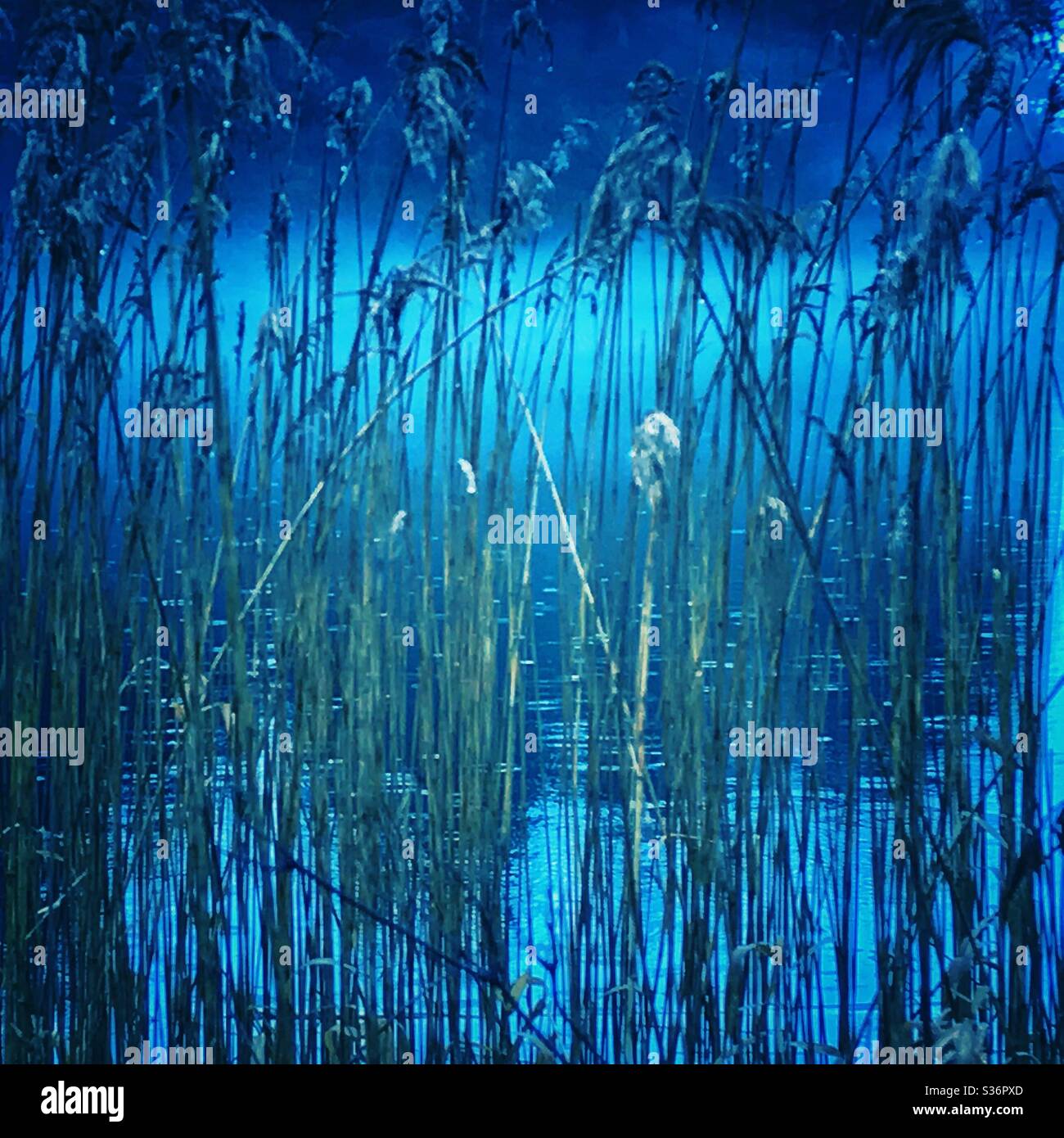 Reefs in Loch Ard, Scotland. - Smartphone Captured Stock Image