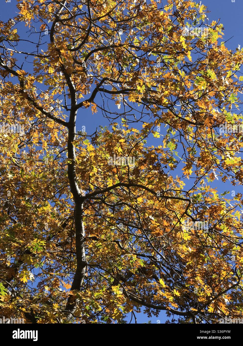 A long branch of the yellow leaves of an oak tree against a blue sky. Stock Photo